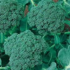 Broccoli Waltham 29 Seeds - Heirloom Brassica oleracea var. italica, 1g (Approx. 300 Seeds) - Cold-Hardy, 70-85 Days