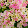 Imperial Thai Delight Bougainvillea Starter Plant | Well-Rooted Live Plug, Full Sun, Drought-Tolerant