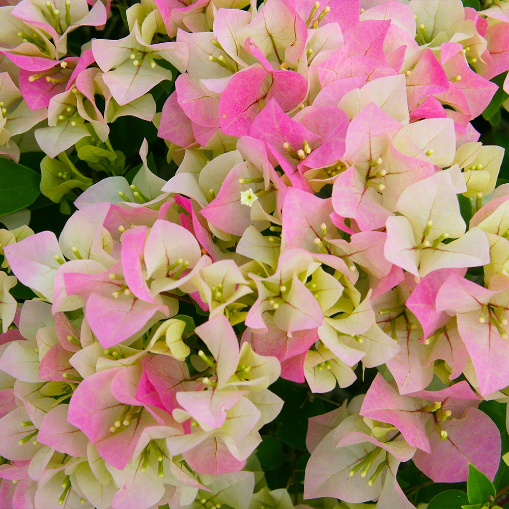 Imperial Thai Delight Bougainvillea Starter Plant | Well-Rooted Live Plug, Full Sun, Drought-Tolerant