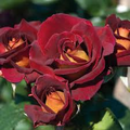 Dark Night Rose Cuttings - 3 Perennial Bush Ros es (Red & Pink Bloom) 6" Tall