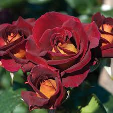 Dark Night Rose Cuttings - 3 Perennial Bush Ros es (Red & Pink Bloom) 6" Tall