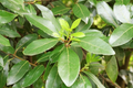 5 Unrooted Cuttings: Sweet Laurel Bay Tree (Laurus nobilis) - 5-inch for Bay Leaves