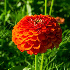 Orange King Zinnia Seeds - Burnt Orange, Tall Cut Flowers, Open Pollinated
