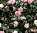 Pink Perfection Camellia Japonica Starter Plant | Bare Root Live Plant for Shade 7b-10