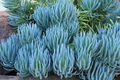 Senecio mandraliscae Blue Chalk Sticks Cuttings – 5" Long, Starter Plant