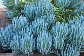 Senecio mandraliscae Blue Chalk Sticks Cuttings – 5" Long, Starter Plant