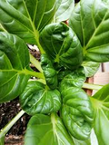 Tatsoi Pak Choi Tatsoi Seeds - Brassica rapa var. rosularis (500mg), Heirloom Asian Greens