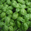 Sweet Basil Seeds (Ocimum basilicum) - 25 Seeds, Heirloom, High-Yield