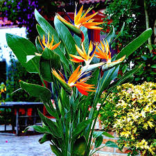 Orange Bird of Paradise Seeds (Strelitzia reginae) – 45 Seeds for 3-5 ft Tropical Crane Flower, Zones 9-11