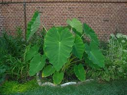 Colocasia Esculenta Bulbs - 15 Elephant Ear Taro Gabi Kalo Eddo (Starter Plant)