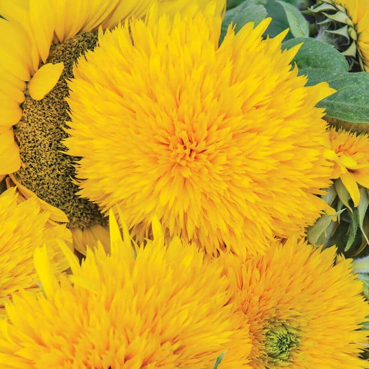 Yellow Giant Teddy Bear Sunflower Seeds - 50 Premium Rare Seeds