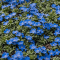 Blue Creeping Thyme Seeds - Non-GMO Ground Cover, 250 Seeds