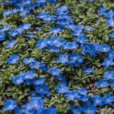 Blue Creeping Thyme Seeds - Non-GMO Ground Cover, 250 Seeds