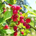 Dolgo Crabapple Seeds - 25+ Pink-Flowered Malus x robusta 'Dolgo' Seed Pack (Edible Fruit, Wildlife)