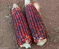 Bloody Butcher Corn Seeds - Heirloom Non-GMO, 110 Days to Maturity