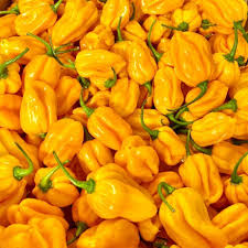 Caribbean Yellow Habanero Pepper Seeds – Capsicum chinense, 300,000+ Scoville, Heirloom
