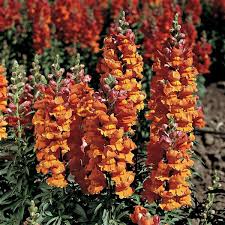 Antirrhinum majus Liberty Bronze Snapdragon Seeds – 1000 Seeds for Garden & Cut Flowers