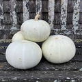Valenciano Pumpkin Seeds - Heirloom, Non-GMO | Creamy White Skin, 8-20 lb | 110 Days