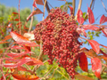 Winged Sumac Seeds Rhus copallinum – 25 Seeds, Native Drought-Tolerant Pollinator-Friendly