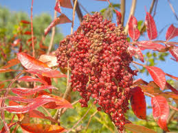 Winged Sumac Seeds Rhus copallinum – 25 Seeds, Native Drought-Tolerant Pollinator-Friendly