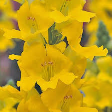 Chantilly Yellow Snapdragon Seeds (Antirrhinum majus) - 1000+ Seeds, Tall Fragrant Yellow Blooms