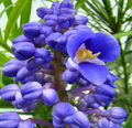 Sapphire Blue Ginger Starter Plant (Dichorisandra thyrsiflora) - Air Purifying, Evergreen, Deer & Drought Resistant