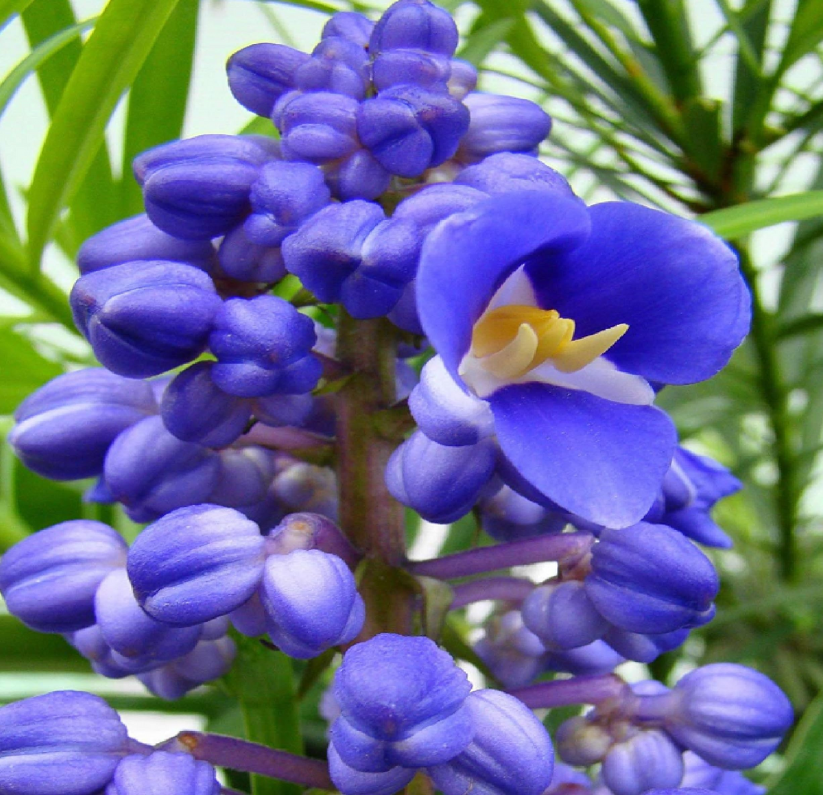 Sapphire Blue Ginger Starter Plant (Dichorisandra thyrsiflora) - Air Purifying, Evergreen, Deer & Drought Resistant