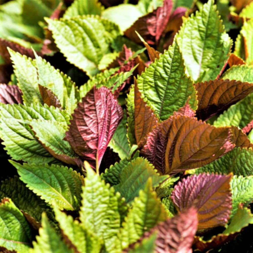 Perilla Shiso Jeok Ssam Ip Seeds (Perilla frutescens) - Red Leaf, Non-GMO, 500mg