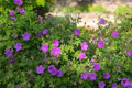 10 Cranesbill Wild Geranium Bare Roots (Geranium maculatum) - Native Pollinator Perennial Starter Plant