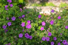 10 Cranesbill Wild Geranium Bare Roots (Geranium maculatum) - Native Pollinator Perennial Starter Plant