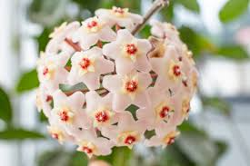 Hoya Carnosa ‘Snow Ball’ Well-Rooted Cutting – 4-Inch Pot | Starter Plant