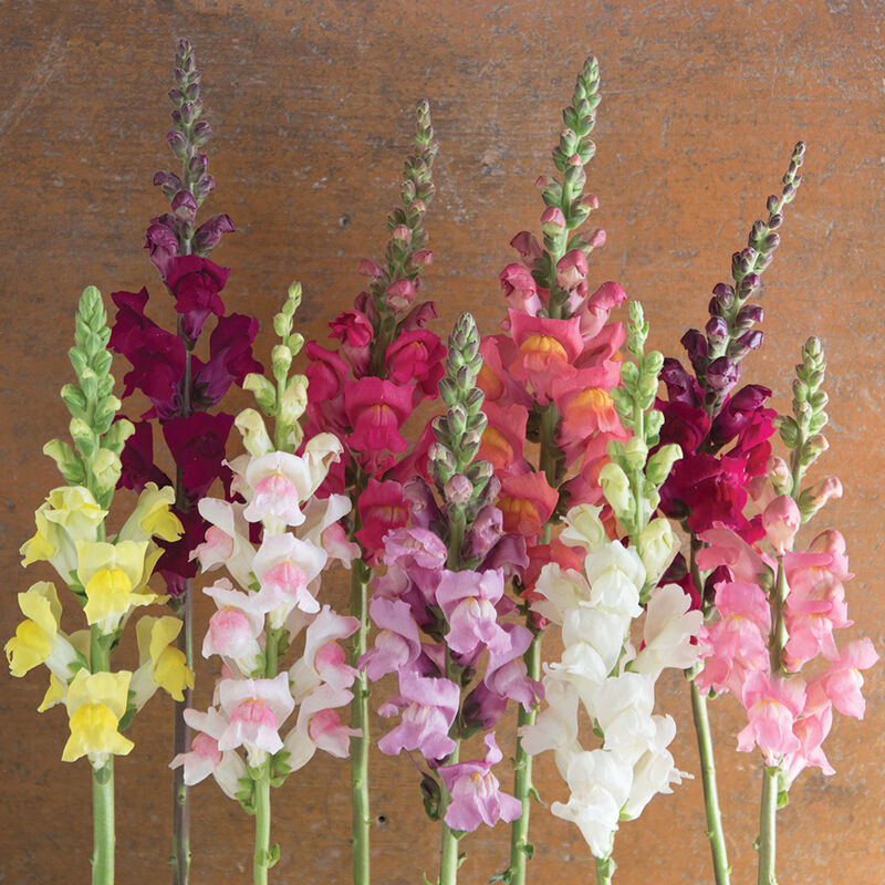 Antirrhinum majus Potomac Custom Mix Snapdragon Seeds – 1000+ Multicolor Blooms