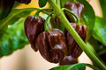 Chocolate Habanero Pepper Starter Plants (3) – Capsicum chinense | Super Hot, Smoky Flavor