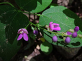 Phaseolus polystachios - Wild Kidney Bean Vine Seeds (5 Seeds) Native Perennial Climbing Plant