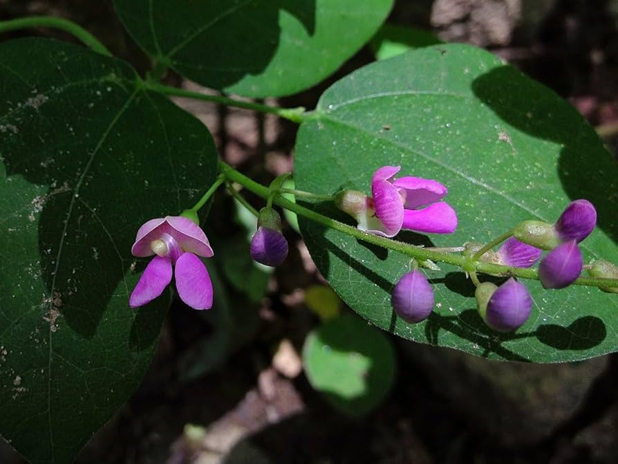 Phaseolus polystachios - Wild Kidney Bean Vine Seeds (5 Seeds) Native Perennial Climbing Plant