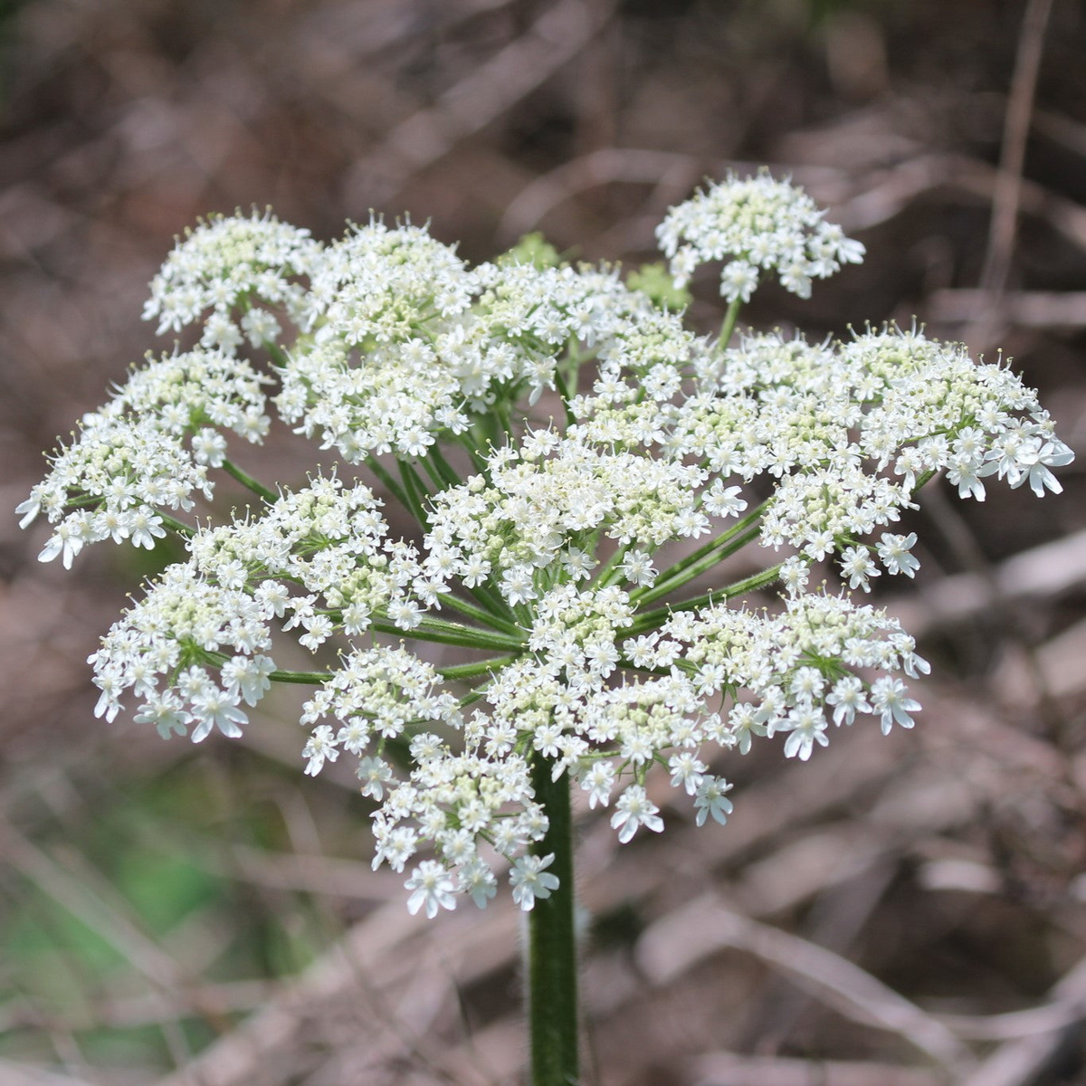 Heracleum Maximum Cow Parsnip Seeds - 1g | Native Wildflower for Pollinators
