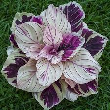 Purple Beauty Calathea Seeds (Calathea sp.) – 25+ Seeds for Indoor & Garden