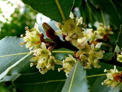 Laurus nobilis Bay Leaf Laurel Seeds - 5 Seeds | Bay Leaf Tree