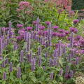 Anise Hyssop Seeds (Agastache foeniculum) - 1,000 Non-GMO Seeds for Pollinator Garden
