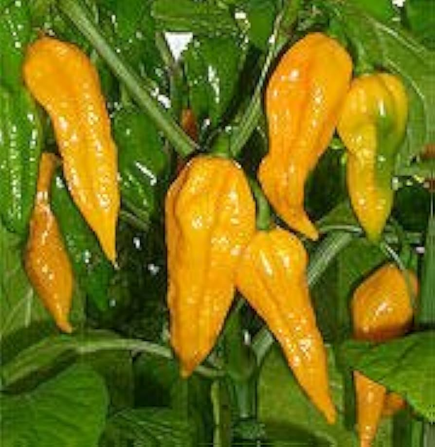 Fatalii Pepper Seeds - Heirloom Capsicum chinense, 125,000-325,000 SHU, Citrus Flavor, Heirloom Non-GMO