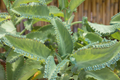 Mother of Thousands Seeds (Kalanchoe daigremontiana) - 25 Rare Succulent Seeds
