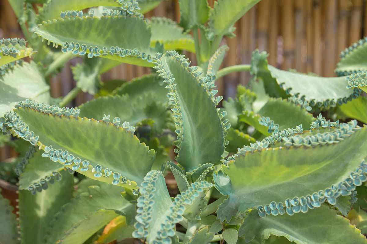 Mother of Thousands Seeds (Kalanchoe daigremontiana) - 25 Rare Succulent Seeds