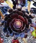 Aeonium arboreum 'Black Rose' Cutting (3-5 in) - Dark Burgundy Rosette Succulent