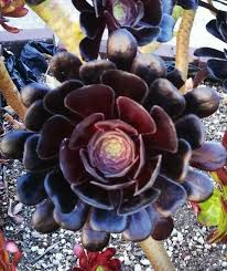 Aeonium arboreum 'Black Rose' Cutting (3-5 in) - Dark Burgundy Rosette Succulent