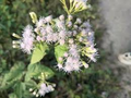 Jack The Bush Cuttings (Chromolaena odorata) - Unrooted, No Soil, Fast-Growing Shrub - 25 Cuttings
