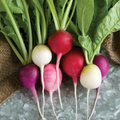 Easter Egg Radish Seeds - Heirloom Non-GMO, Colorful 30-Day Harvest