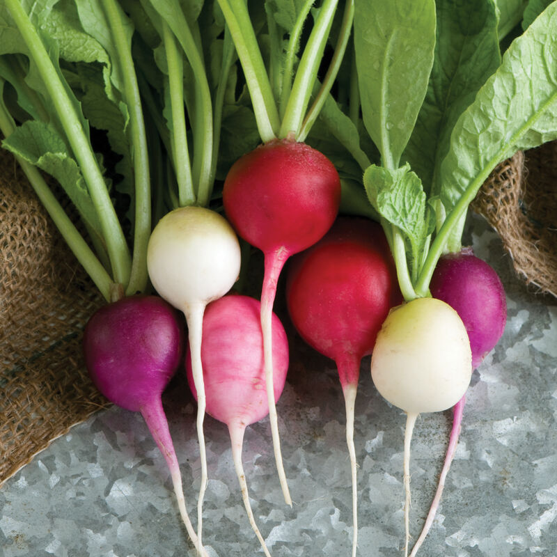 Easter Egg Radish Seeds - Heirloom Non-GMO, Colorful 30-Day Harvest