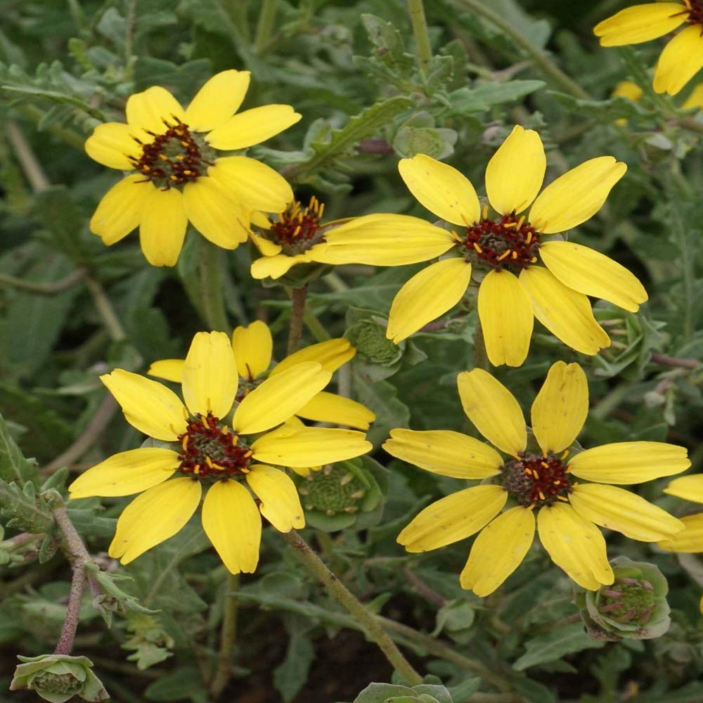 Soft Greeneyes Seeds (Berlandiera betonicifolia) - 15 Fresh Seeds - Chocolate Daisy