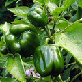 Emerald Giant Sweet Pepper Seeds | Capsicum annuum – Heirloom Green Bell Pepper, 5" Fruits, Non-GMO
