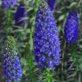 Pride of Madeira Echium fastuosum Seeds - 20 Seeds, Blue Tower of Jewels, Fast-Growing Pollinator Plant